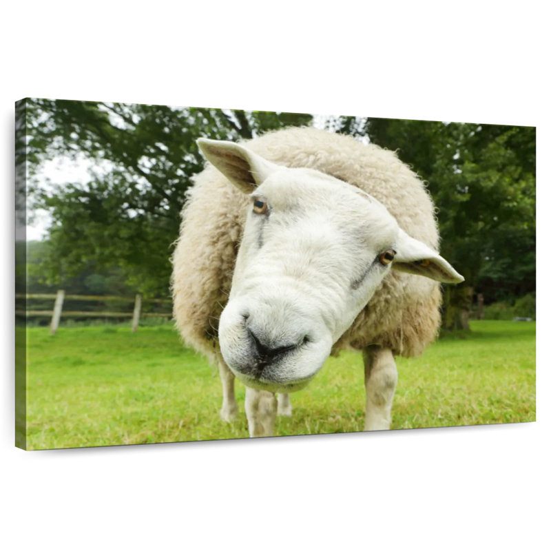 Brampt Nosy Sheep, H 26 po x l 39 po