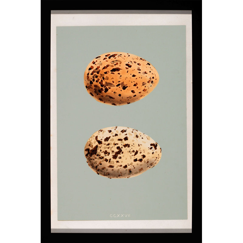 Classic Egg Study 1 Print