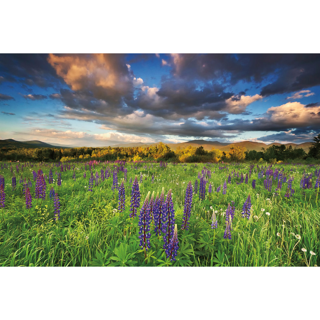Lupine Sunset by Katherine Gendreau - Wrapped Canvas Art Prints