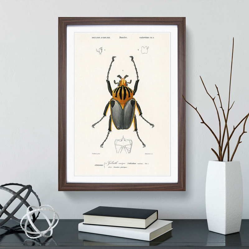 Beetle Illustration PL.6 by Charles D'Orbigny - Single Picture Frame Print, 45cm H x 33cm W x 2cm D, Walnut Framed