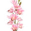 Tiges d'orchidées-233168829