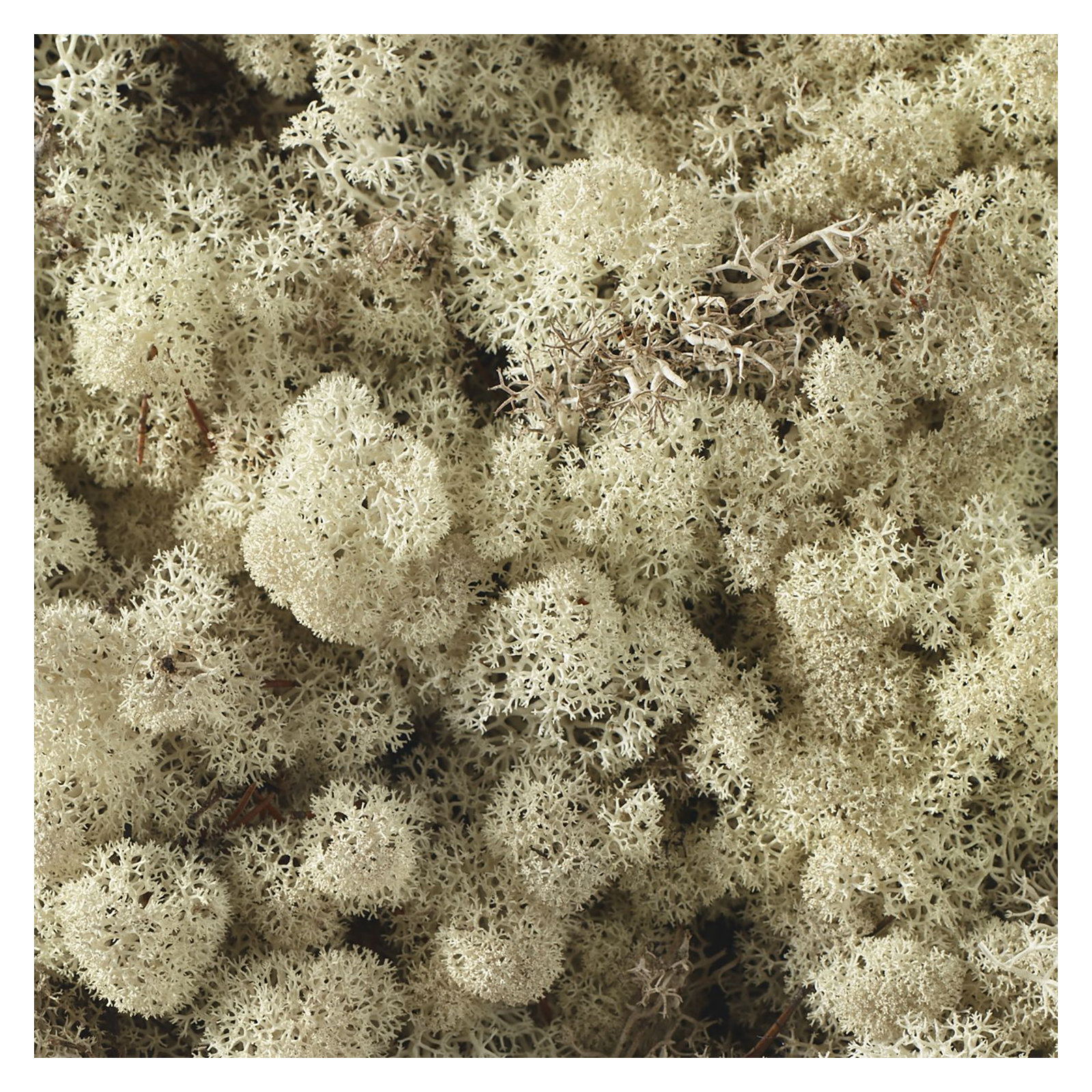 3.5'' Moss Plant, White