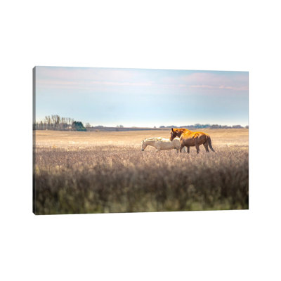 «Wild Horses at the Field at Evening» par Nik Rave - reproduction de photo sur toile tendue