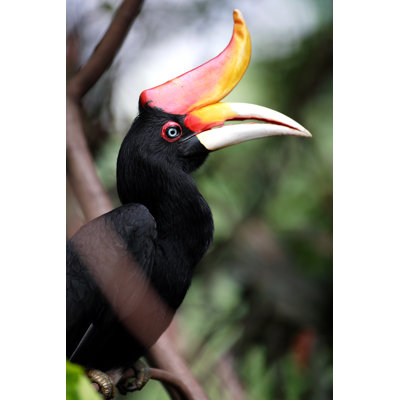 Hornbill - Wrapped Canvas Print