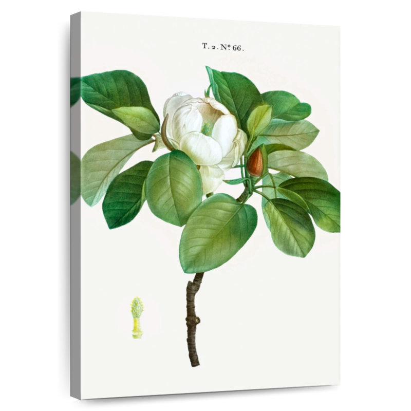 Harnek Magnolia Glauca, H 30 po x l 20 po