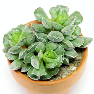 Crinkle Leaf Plant - Live Starter Plant in a 2 Inch Growers Pot - Adromischus Cristatus - Rare and Decorative Compact Easy Care Succulent