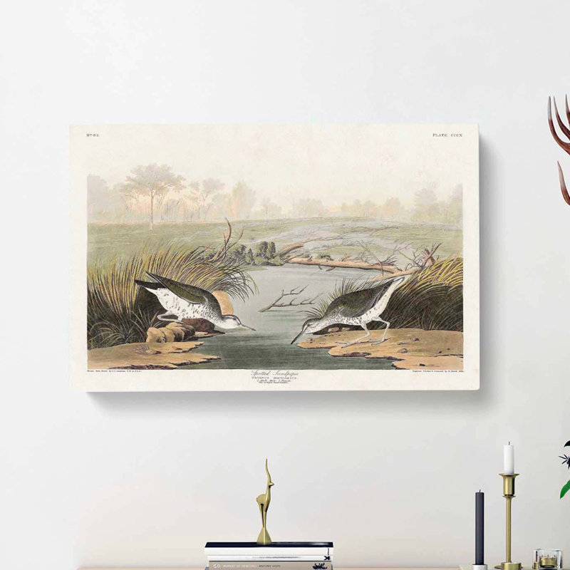 Spotted Sandpiper Birds by John Audubon - Wrapped Canvas Painting, 40cm H x 60cm W x 3cm D