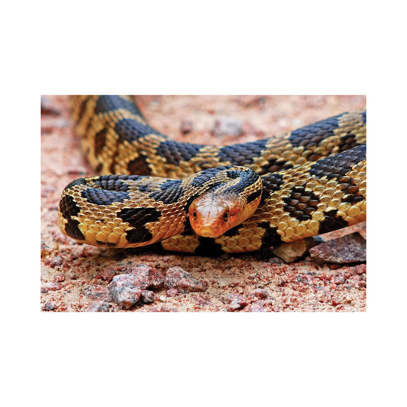 Eastern Fox Snake by Brian Wolf - Wrapped Canvas Print, 20.32 cm H x 30.48 cm W