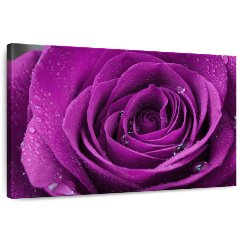 Gouttelettes Harnek sur rose mauve, H 30 po x l 45 po