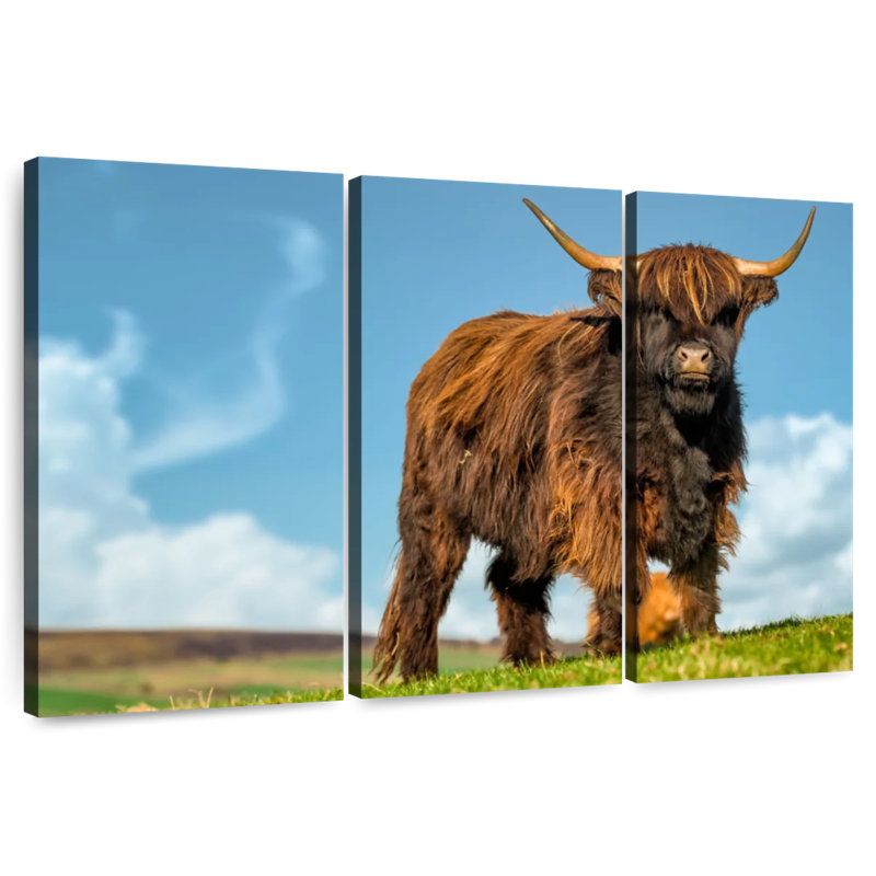 Brampt Dark Haired Highland Cow, 24" H x 38" W