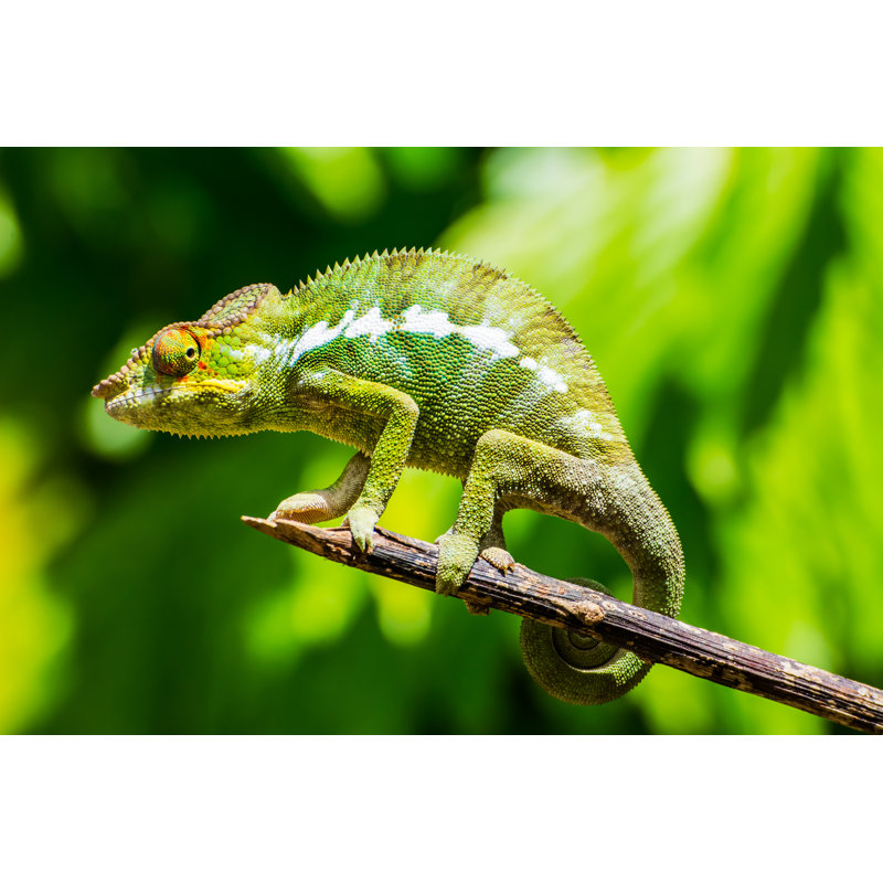 Endemic Chameleon Of Madagascar On A Branch by Luca Bertalli - Wrapped Canvas Print, 30cm H x 46cm W x 3.8cm D