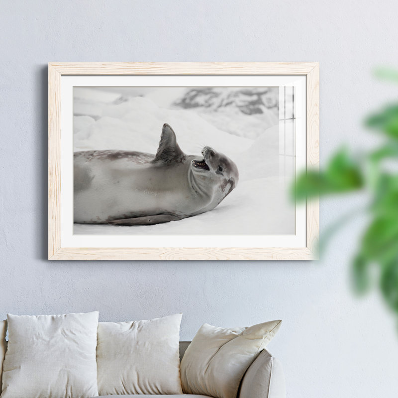 Laughing Seal - Single Picture Frame Print, 31" H x 44" W x 1" D, White