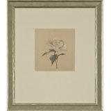 Camelia III Print