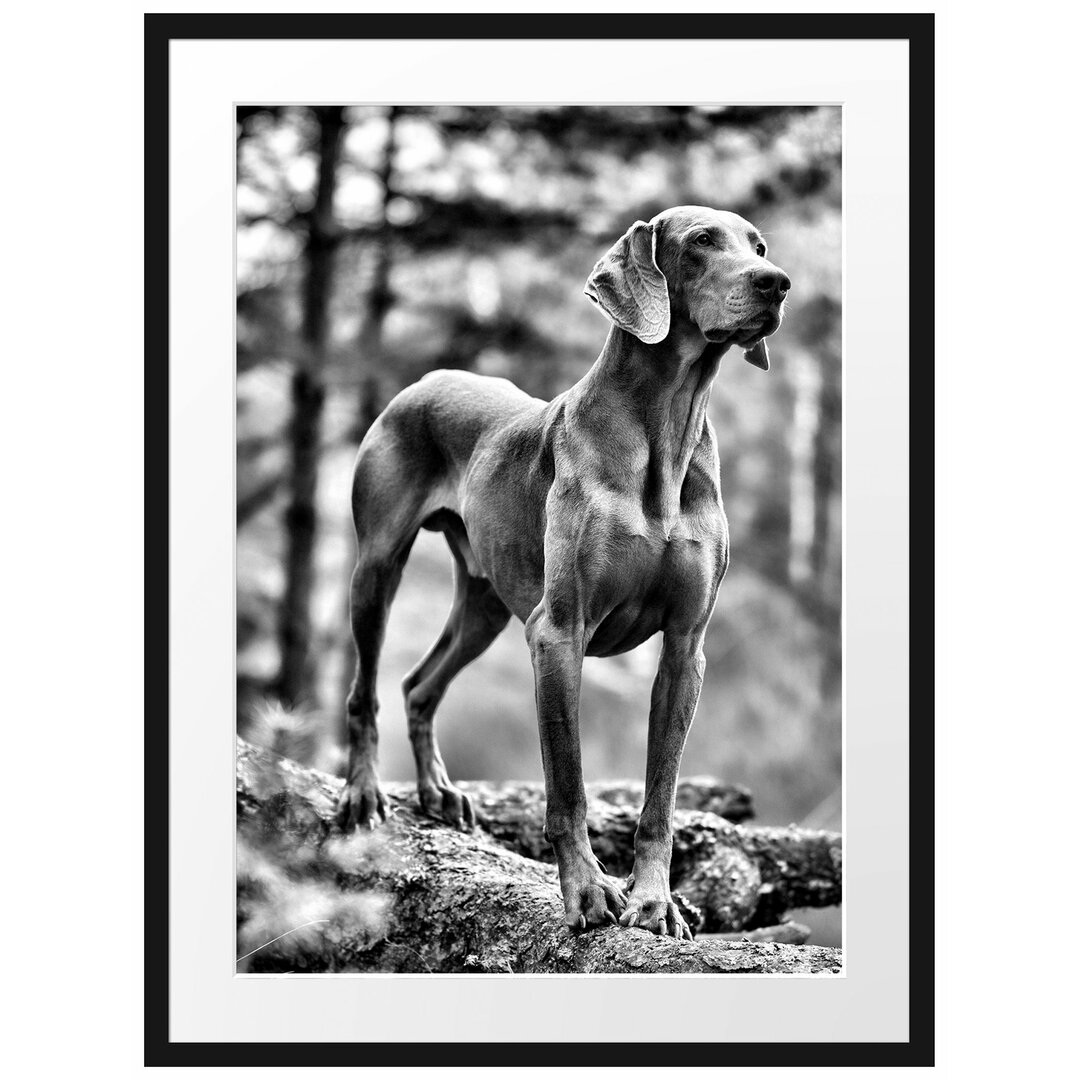 Gerahmtes Poster Edler Weimaraner im Wald