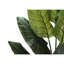 Mcdaniel Strelitzia plante