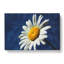 White Daisy Vol.5 - Wrapped Canvas-61876557