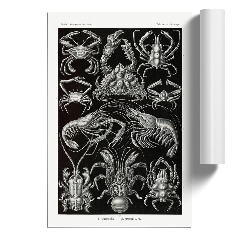 Crustaceans by Ernst Haeckel - No Frame Painting, 30cm H x 21cm W x 0.1cm D