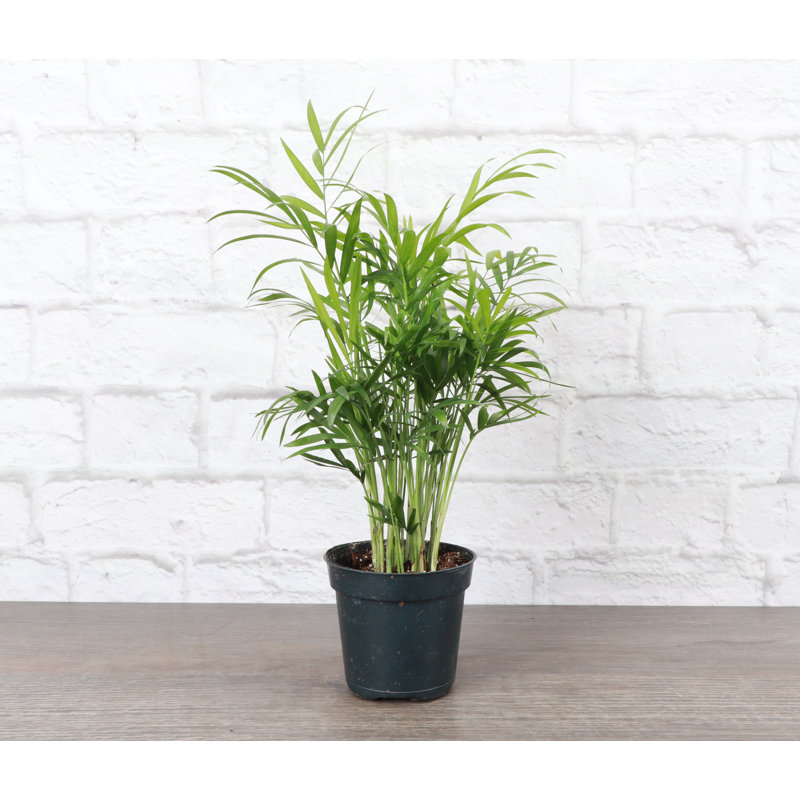 Live Neanthe Bella Palm Plant