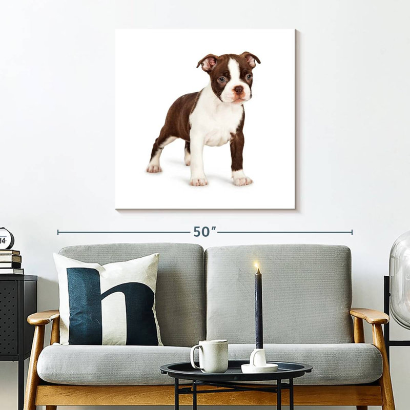 Crowle Baby Boston Terrier, H 30 po x l 30 po
