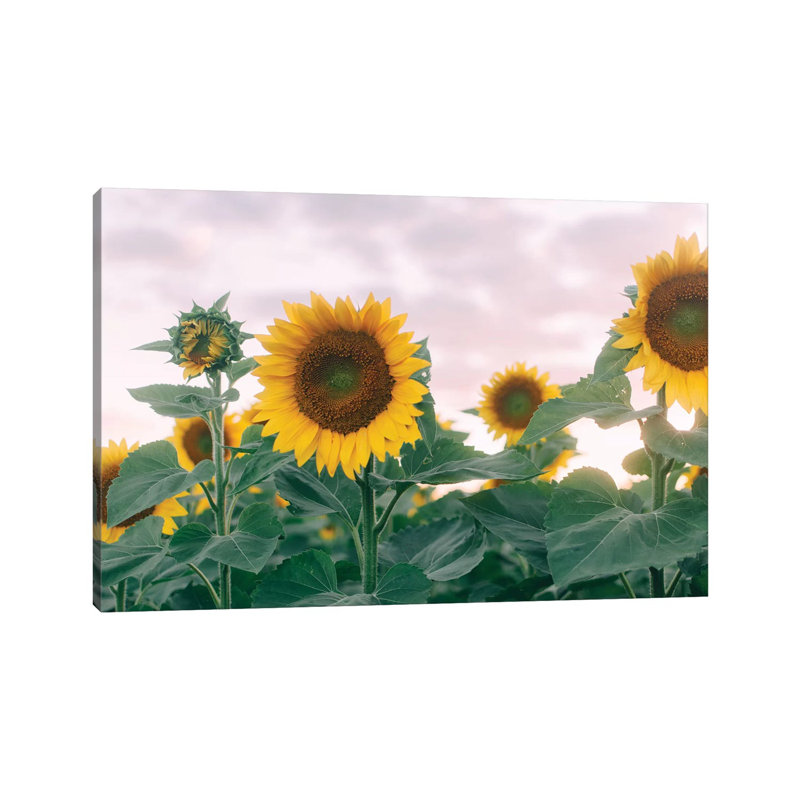 Sunflowers At Sunset I by Chelsea Victoria - Wrapped Canvas Print, 20.32 cm H x 30.48 cm W