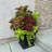 Anastassia Planter-879889995