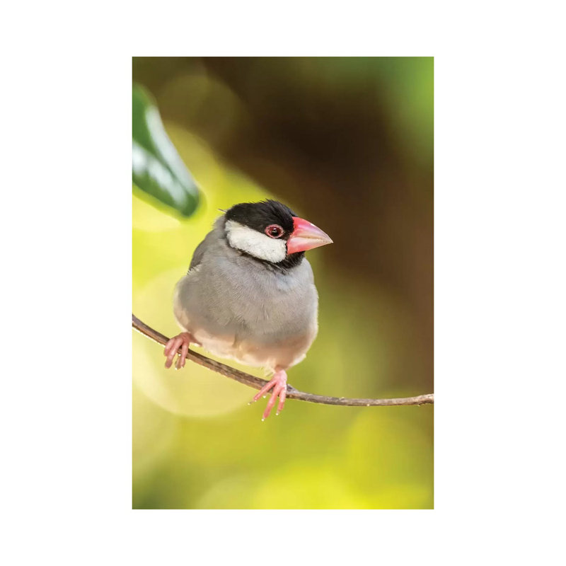 USA, Hawaii, Kona. Java sparrow close-up. 1 Piece Wrapped Canvas Wall Art, 101.6 cm H x 66.04 cm W