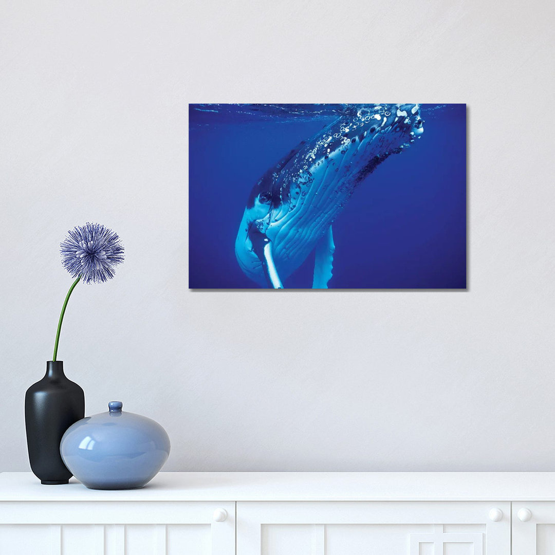 Humpback Whale, Tonga Islands, South Pacific by VWPics - Wrapped Canvas Gallery-Wrapped Canvas Giclée