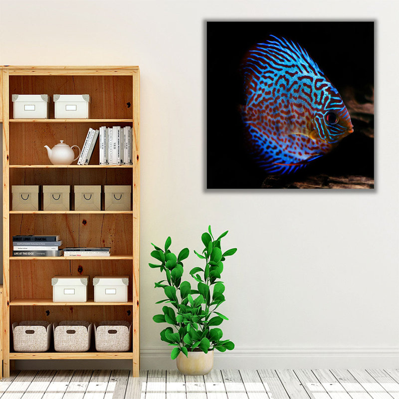 Symphysodon Discus Fish With Black Background - Canvas Print Wall Art, 20" H x 20" W
