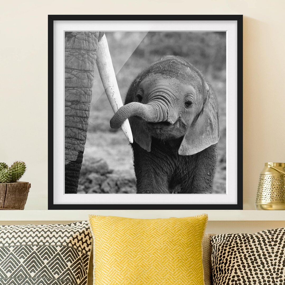 Gerahmtes Poster Baby-Elefant