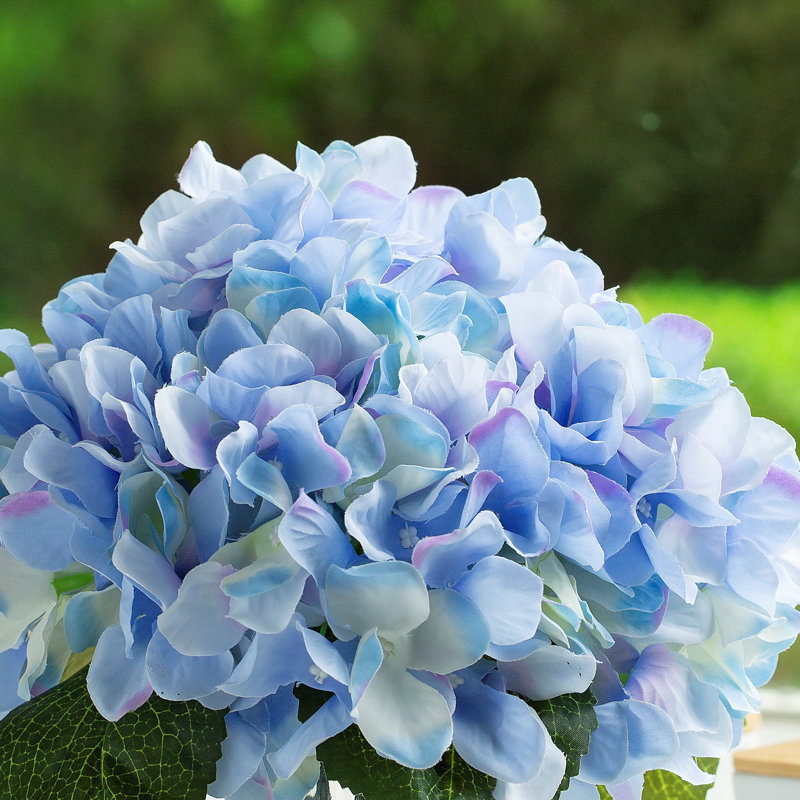 Arrangement d'hortensias dans un vase, Bleu