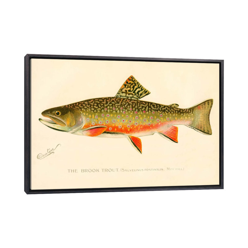 The Brook Trout - impression d'art graphique, H 26 po x l 40 po x 1,5 po, Toile avec cadre noir patiné