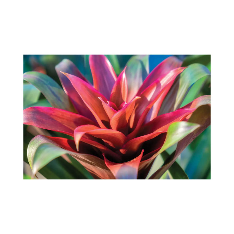 Red And Green Bromeliad, USA by Lisa S. Engelbrecht - Gallery-Wrapped Canvas Giclée on Canvas, 20.32 cm H x 30.48 cm W