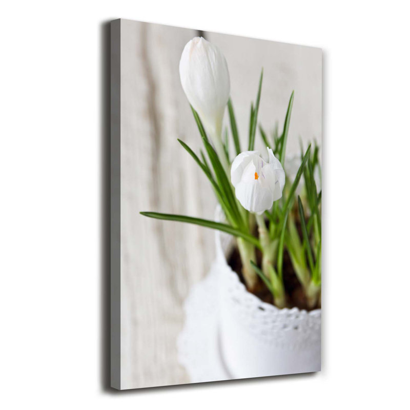 White Crocuses - Wrapped Canvas Print