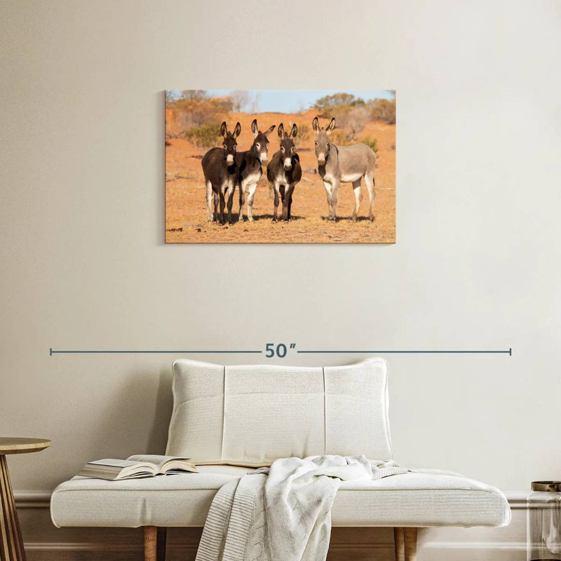 Ânes australiens, H 20 po x l 30 po
