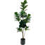 150cm Plant
