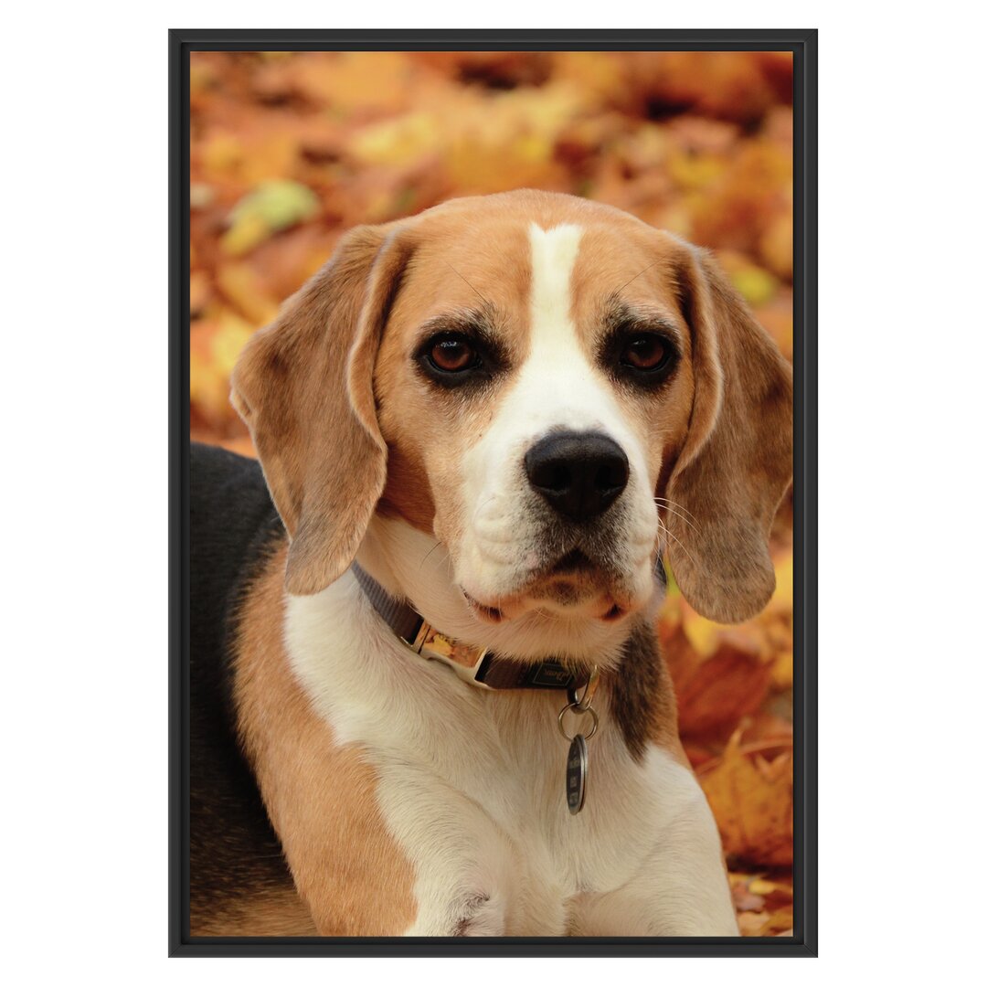 Gerahmtes Wandbild kleiner BeagleLaub