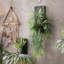 Plante à setaceus de la asparagus-857913431