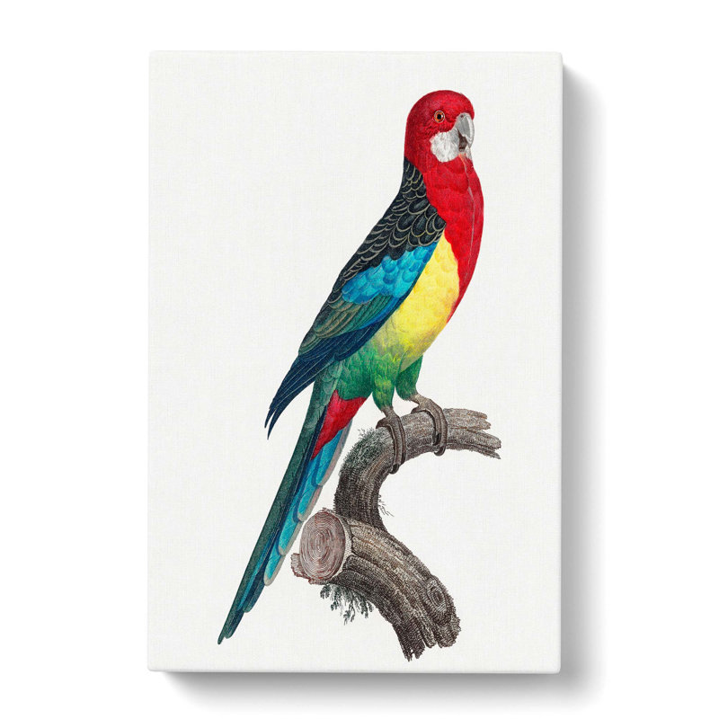 Eastern Rosella Parrot by F. Levaillant - Wrapped Canvas, 50cm H x 35cm W x 3cm D