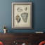«Vintage Shell Study II», reproduction d'art sur toile encadrée-2116877407