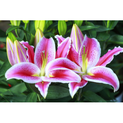 Caprise " Lilies Couple Happy Together "