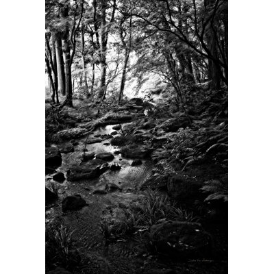 Lush Creek dans Forest BW