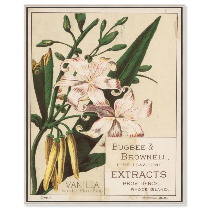 Toile vanille planifolia par Art Remedy, Noir, H 21 po x l 17 po, Cadre flottant