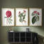 Roseat Blooms IV - reproduction encadrée sur mesure de qualité supérieure mate - 3 pièces-913181146-913181145