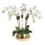 Phalaenopsis Orchids in Gold Metal Bowl