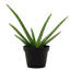 Aloe Vera in Nursery Pot