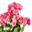 Buisson de géranium artificiel 19,5 po-20583791