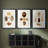 Knorr Shells IV  -Custom Framed  Premium Print W Matt - 3 Pieces