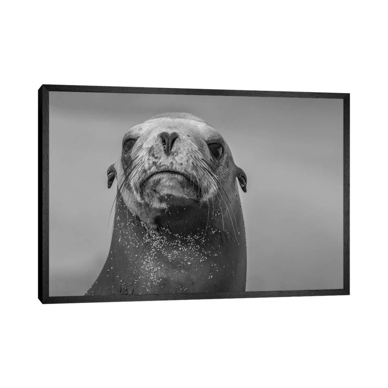 California Sea Lion, La Jolla, California by Tim Fitzharris - Gallery-Wrapped Canvas Giclée on Canvas, Black Framed