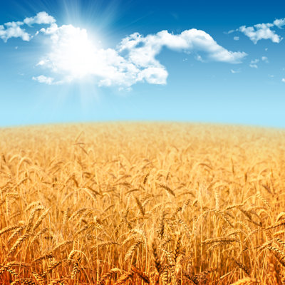 Fields Of Wheat by Nndemidchick - Wrapped Canvas Print