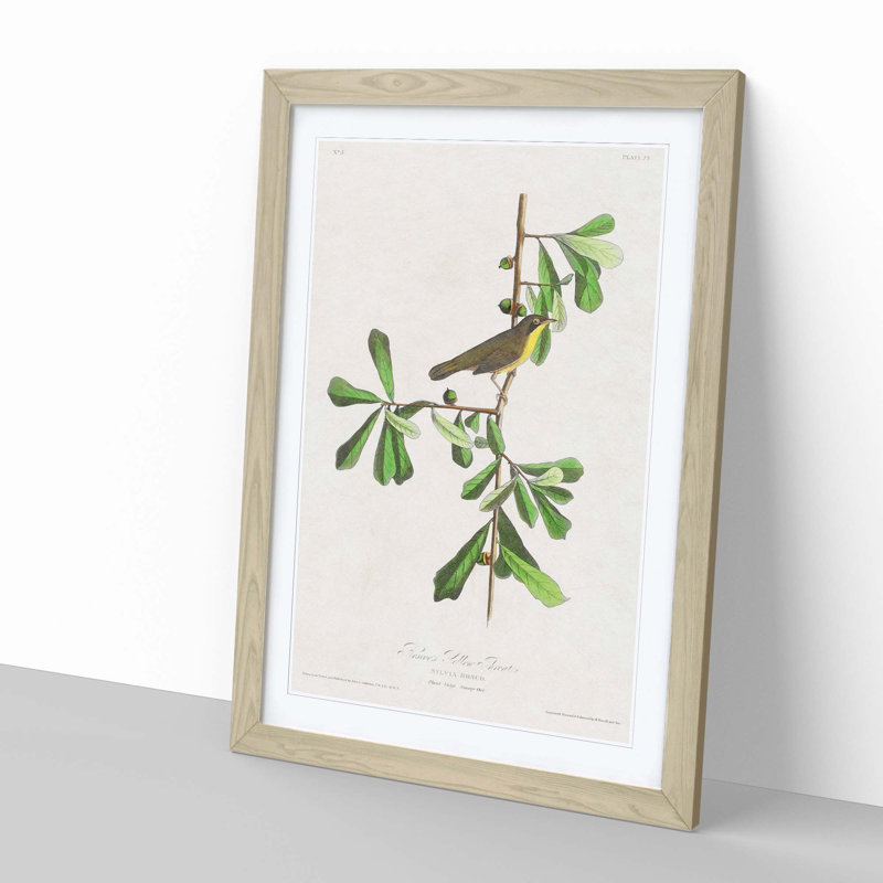 Roscoes Yellow-Throat Bird by John James Audubon - Picture Frame Graphic Art Print, 50cm H x 35cm W x 2cm D, Oak